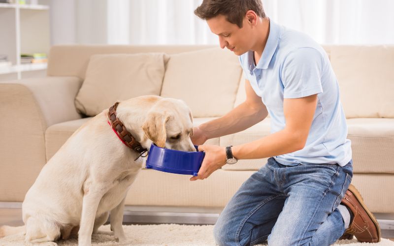 Are There Any Benefits to Feeding Dogs Pistachios